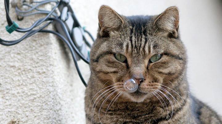 Bubble In Cat Mouth